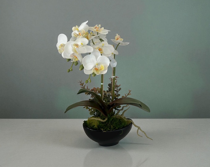 Orchid White in Black Vase Elegant Fresh Touch With Moss