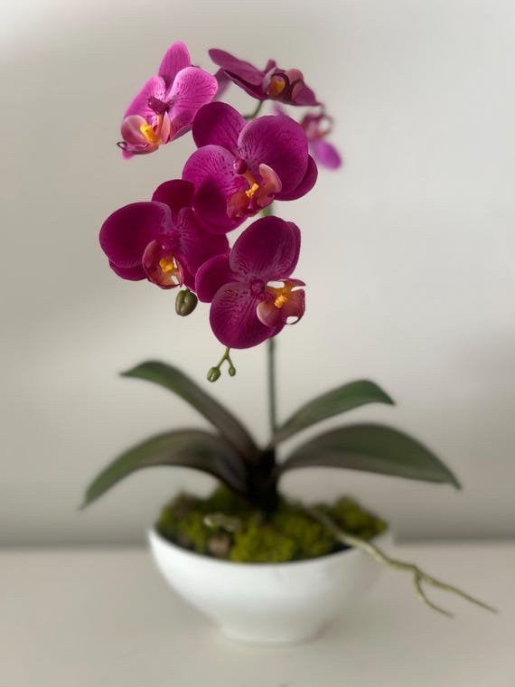Fresh Touch Orchid in Green Or White Bowl