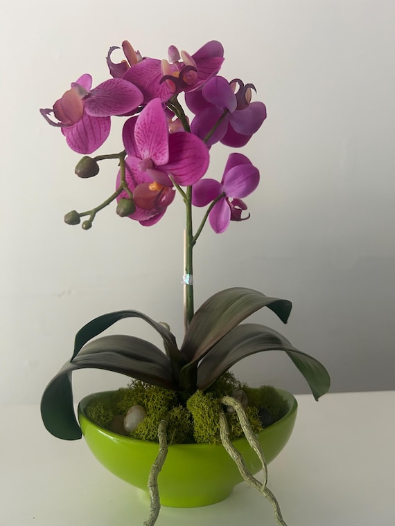 Fresh Touch Orchid in Green Or White Bowl