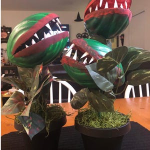 Single & Double Headed &quot;little&quot; Venus Fly Traps