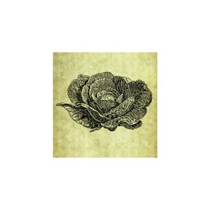GARDEN CABBAGE Rubber Stamp~Gardening Stamp~Vegetable Stamp~Garden Stamps~Vintage Illustration Drawing Organic Cling Stamp (51-10)