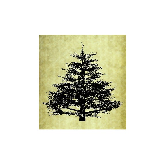 PINE TREE Rubber Stamp~Cling Stamp~Rustic Forest Evergreen Nature Illustration Mountain Christmas Spruce Large Trees Hiking Camping (54-15)