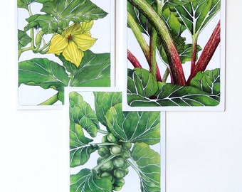 Set of Garden Edibles cards - squash blossom, rhubarb, Brussels sprouts