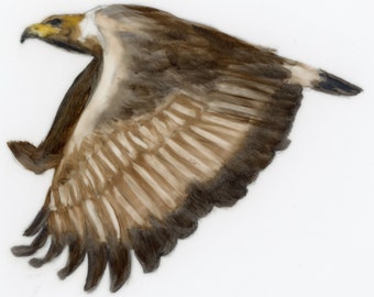Pintura al óleo original, arte de vida silvestre, pintura de aves, águila, 3"x4", arte de la naturaleza