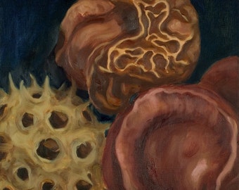 Buckeye and liquid amber pods, 7.5x7.5” print of original oil painting, botanical art