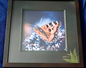Small Tortoise Shell