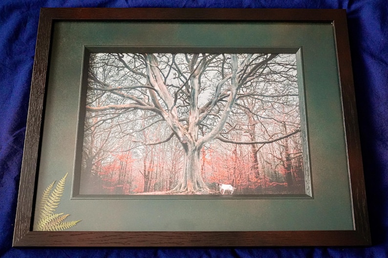 Beech Pointer bild 1