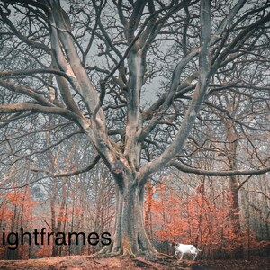 Beech Pointer bild 2