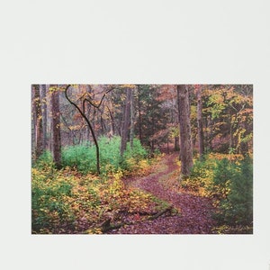 Mossy Forest Path Canvas Print: Nature Photography Wall Art (12x18)