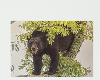 Impresión en lienzo de un oso negro en un cerezo: fotografía de vida silvestre para pared