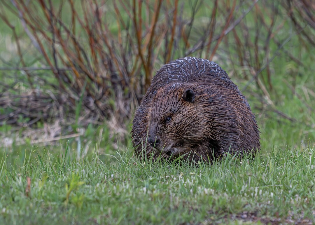 R Beaver Beaver Nature Wildlife Landscape Photography Print Wall Art - Etsy