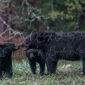 Black Bear Family Photo: Mama Bear & Cubs Wildlife Art (Digital Print)