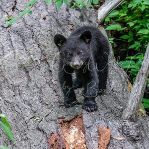 Black Bear Cub Photo: Forest Wildlife Art Print (Digital Download)