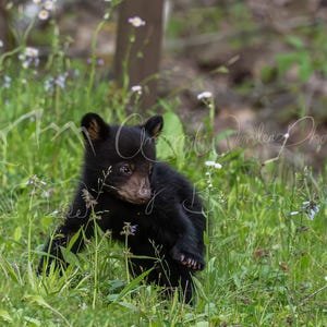 Black Bear Cub Photo Print: Forest Wildlife Photography (Digital Download)