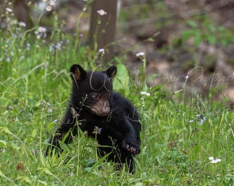 Impresión fotográfica de un cachorro de oso negro: Fotografía de vida silvestre en el bosque (descarga digital)