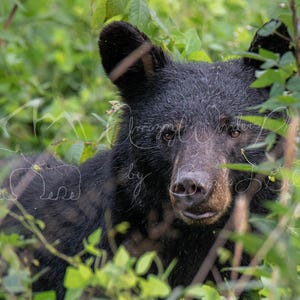 Black Bear Photography Print: Forest Wildlife Portrait (Digital Download)
