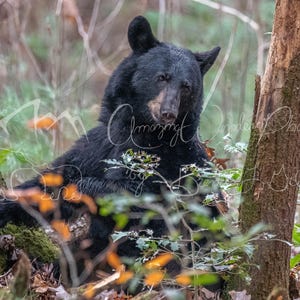 Black Bear Fall Forest Photography Print (Digital Download)