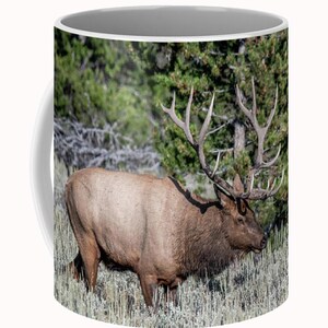 Stier Elch Grand Teton Nationalpark 11-Unzen-Kaffeebecher