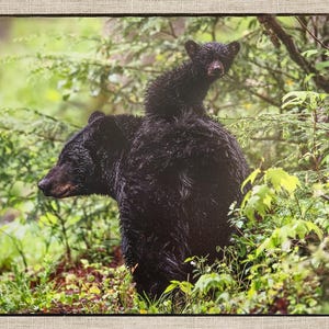 Black Bear Cub on Momma Bear Back Photography Print - 24x36 Nature Wall Art