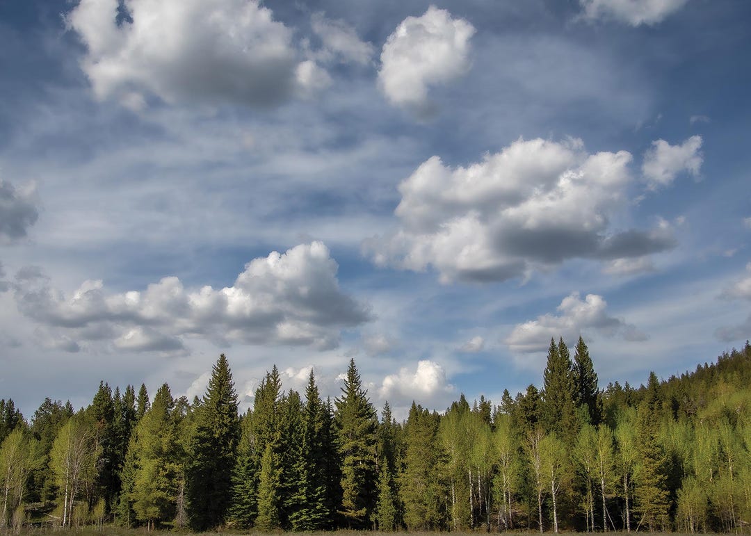Evergreen Ridge Evergreen Ridge Nature Landscape Photography Print Wall Art - Etsy