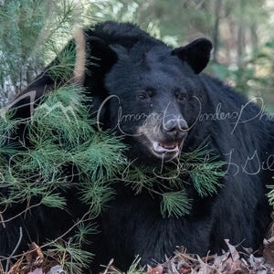 Black Bear Photography Print: Pine Forest Wildlife Art (Digital Download)