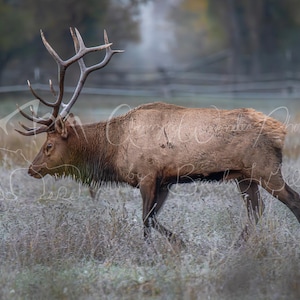 Elk in Frosty Meadow Nature Wildlife Photography Digital Download Printable Photo Home Decor Wall Art Digital Print