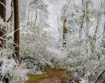 Impression de photographie de forêt d'hiver : art mural paysage enneigé (téléchargement numérique)