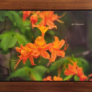 Orange Flowers Framed Canvas Print 30x30 Landscape Nature Photography Home Decor Wall Art Wall Decor Photography Print