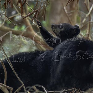 Baby Black Bear Cub Photo: Wildlife Nature Art (Digital Download)