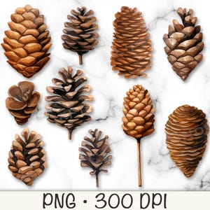 Aquarelle pomme de pin Bundle Clip Art, pomme de pin PNG, téléchargement numérique