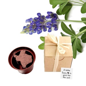 Texas Bluebonnet Grow Kit Gift for Men, Women, Kids.  Small sustainable gift ideas.