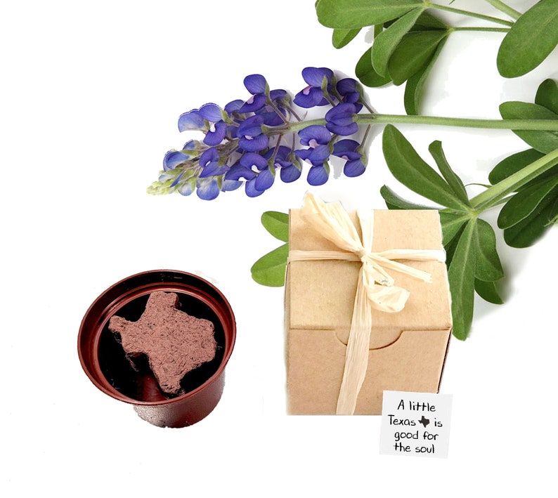 Texas Bluebonnet Grow Kit Gift for Men, Women, Kids.  Small sustainable gift ideas.