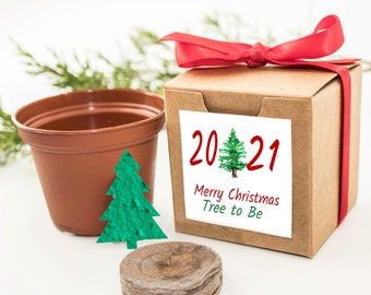 2021 Christmas Tree Grow Kit Gift, Fun Activity, Stocking Stuffer Gift or Ornament for Men, Women, Kids, Friends, Family, Clients, Employees