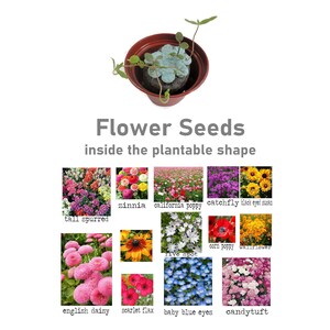 Mini Flower Garden Growing Kit Baby Shower Gift or Favor, Rainbow First Flower Growing Kit, Homeschool Activity, DIY Flower Seed Garden image 5