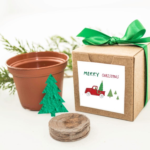 Christmas Tree Grow Kit Stocking Stuffer Gift for Men, Women, Kids, Fun Christmas Gifts & Party Favors, Small, Sustainable Entertaining Gift Il_570xn