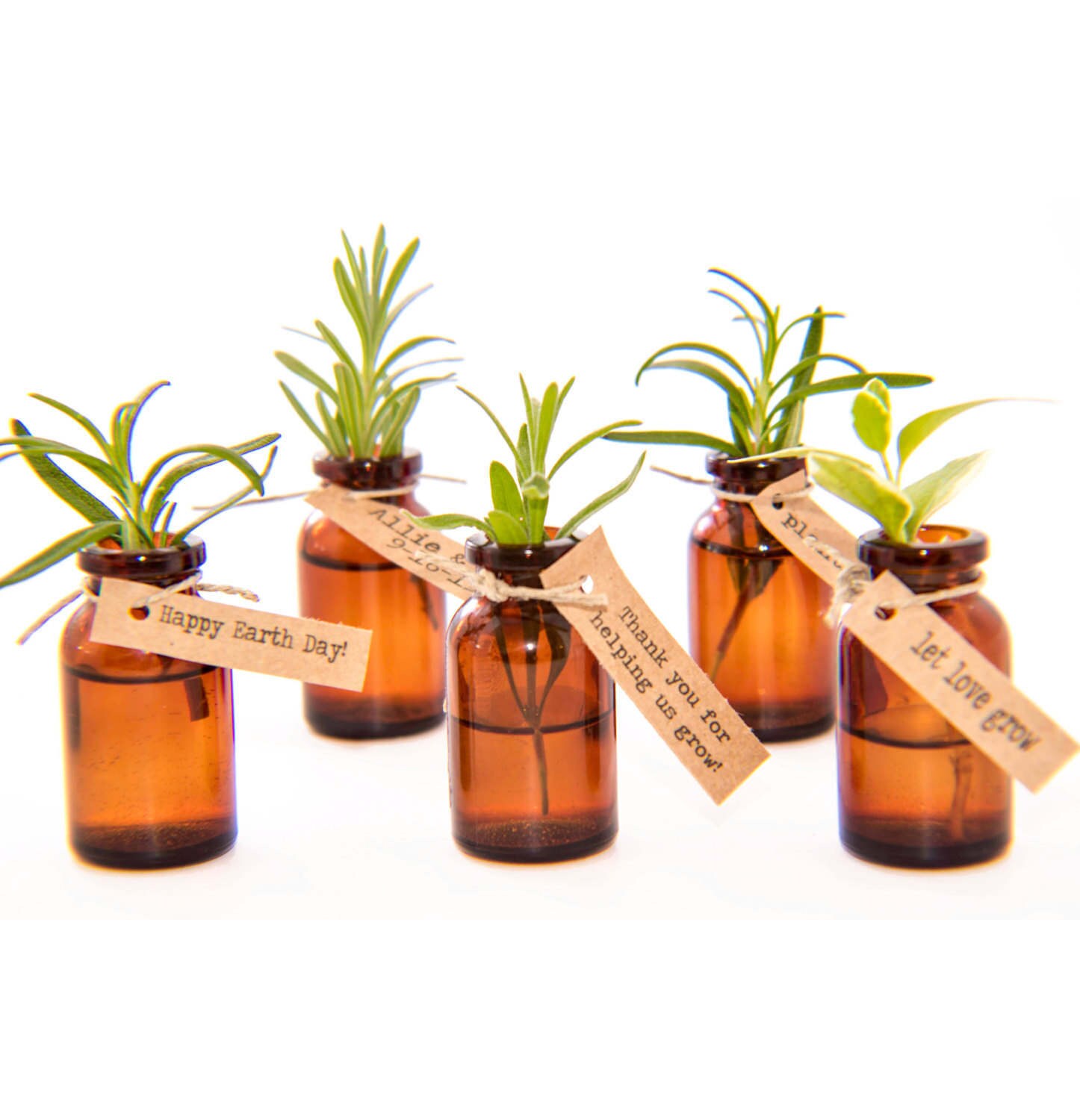 Mini Herb Plant Wedding Favor Garden Gifts Bridal Shower Etsy