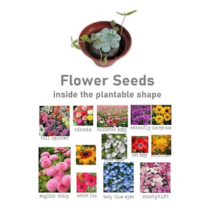Seed Kit Easter Gifts for Kids & Adults, Boys and Girls, Fun, Educational Garden Gift, Easter Basket Filler, Easter Party Favor, Easter Gift image 5