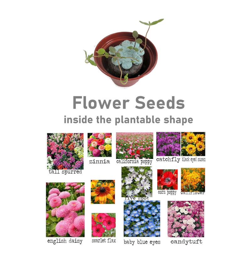 Seed Kit Easter Gifts for Kids & Adults, Boys and Girls, Fun, Educational Garden Gift, Easter Basket Filler, Easter Party Favor, Easter Gift image 5