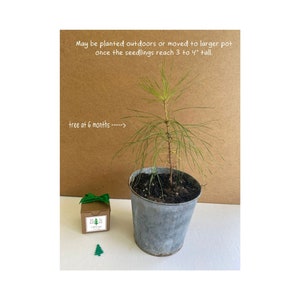 2023 Earth Day Gifts to Grow, Fun Little Tree Seed Grow Kits for Kids & Adults, School Projects, Unique Gift Idea for Earth Day Activities image 4