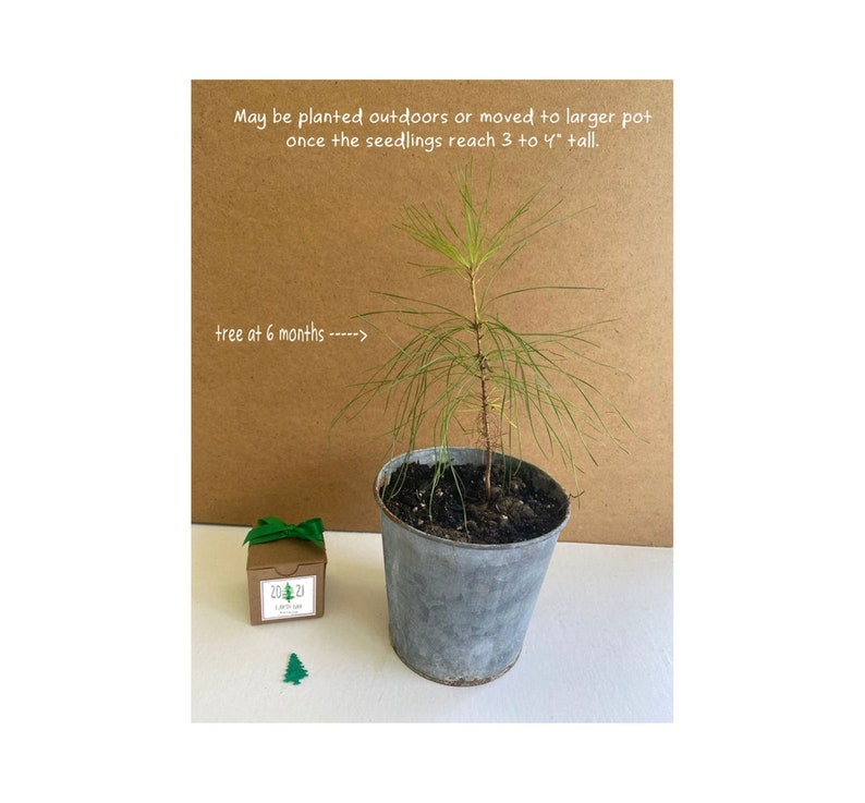 2023 Earth Day Gifts to Grow, Fun Little Tree Seed Grow Kits for Kids & Adults, School Projects, Unique Gift Idea for Earth Day Activities image 4