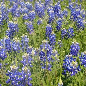 Texas gifts with bluebonnet seeds, made in Texas by Nature Favors.