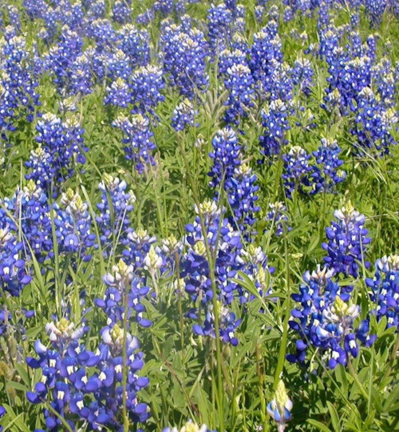 Texas gifts with bluebonnet seeds, made in Texas by Nature Favors.