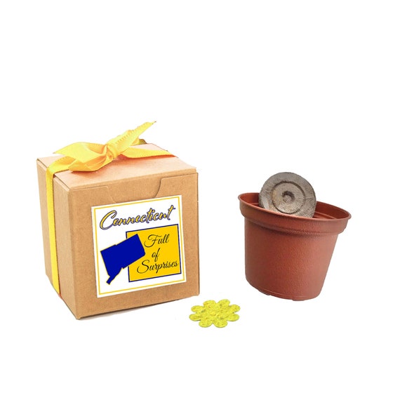 Connecticut State Wildflower Seed Grow Kit with Native Wildflower Seeds, Fun Garden Gift, Connecticut State Souvenir Gift to Grow Il_570xn