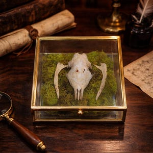 May include: A preserved animal skull in a clear glass and gold-toned box, resting on green moss. The box is displayed on a dark wooden surface, with a magnifying glass and antique books in the background. A lit candle and inkwell are also visible.