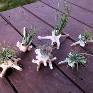 May include: Six air plant holders made from bone, each with a unique shape and texture. The holders cradle small, green air plants with spiky or flowing leaves. The arrangement sits on a weathered, dark wooden surface.
