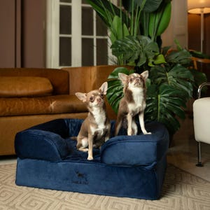 May include: A navy blue plush pet bed with raised sides and a soft interior. The front of the bed features an embroidered logo of a dog and the text "Maison de Paw". Two small brown and white Chihuahua dogs are sitting inside the pet bed.