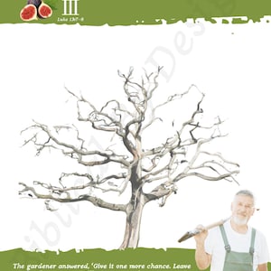 Puede incluir: Una ilustraci&oacute;n de una higuera est&eacute;ril con un hombre sosteniendo una pala. El texto dice: "Finalmente, le dijo a su jardinero: He esperado tres a&ntilde;os, y no ha habido ni un solo higo! C&oacute;rtalo. Est&aacute; ocupando espacio que podemos usar para otra cosa. ' III Lucas 13:7-8 El jardinero respondi&oacute;: 'Dale una oportunidad m&aacute;s. D&eacute;jalo un a&ntilde;o m&aacute;s, y le dar&eacute; una atenci&oacute;n especial y mucho fertilizante. Si obtenemos higos el pr&oacute;ximo a&ntilde;o, bien. Si no, puedes cortarlo.'"