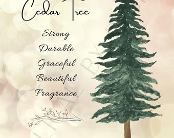 Isaiah 41:17-20 c - The Cedar Tree - Cream