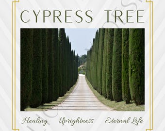 Isaiah 41:17-20 e - The Cypress Tree 2 - Modern Art
