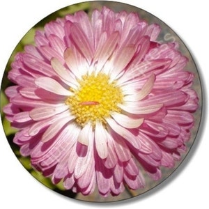 Pink Daisy Flower Round Mousepad